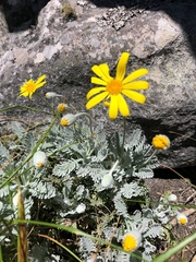 Euryops pectinatus