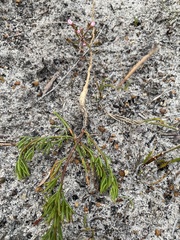 Platysace