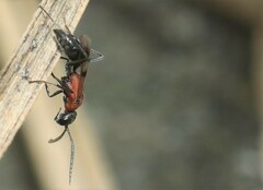 Aculeata