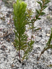Platysace