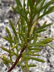 Platysace