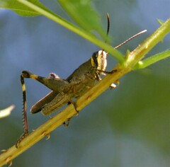 Acrididae