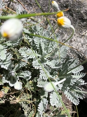Euryops pectinatus