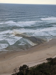 Noctiluca scintillans