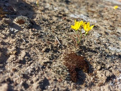 Ornithogalum maculatum