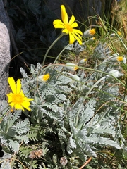 Euryops pectinatus