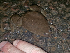 Xenopus laevis