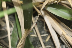 Aculeata