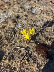 Ornithogalum maculatum