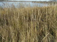 Leymus chinensis