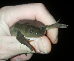 Xenopus laevis