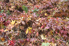Parthenocissus