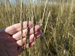 Leymus chinensis