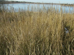 Leymus chinensis