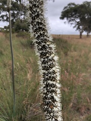 Xanthorrhoea caespitosa