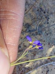 Heliophila acuminata