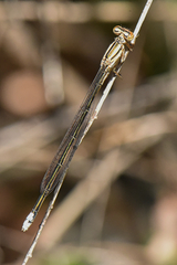 Pseudagrion