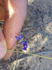 Heliophila acuminata