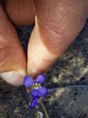 Heliophila acuminata