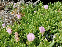 Disphyma australe australe