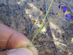 Heliophila acuminata