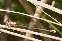 Pseudagrion