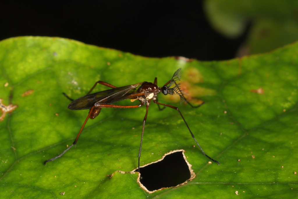 Gynoplistia percara