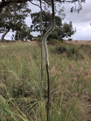 Xanthorrhoea caespitosa