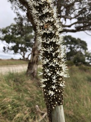 Xanthorrhoea caespitosa