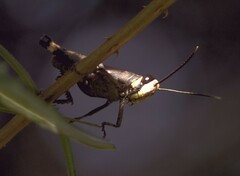 Acrididae