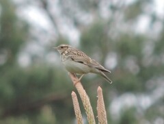 Lullula arborea