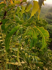 Azadirachta indica