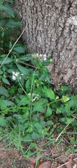 Cyanthillium cinereum