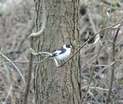 Ficedula albicollis