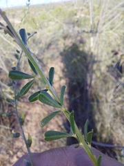 Wiborgia