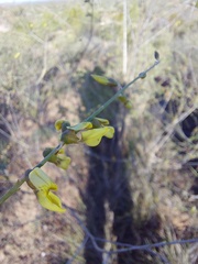 Wiborgia