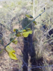Wiborgia