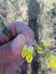 Wiborgia