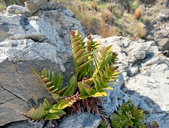 Asplenium obtusatum