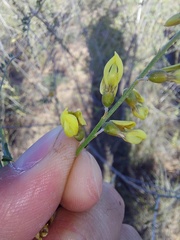 Wiborgia