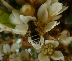 Eristalis arbustorum
