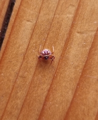 Poecilopachys australasia