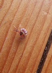 Poecilopachys australasia