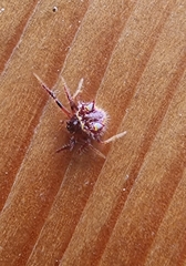 Poecilopachys australasia