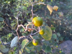 Ziziphus mauritiana