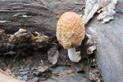 Coprinopsis