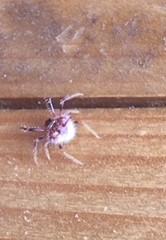 Poecilopachys australasia