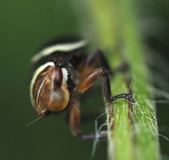 Bathyllus albicinctus