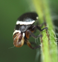 Bathyllus albicinctus