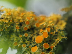 Teloschistes chrysophthalmus